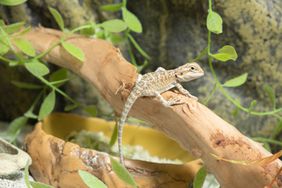 Eastern bearded dragon