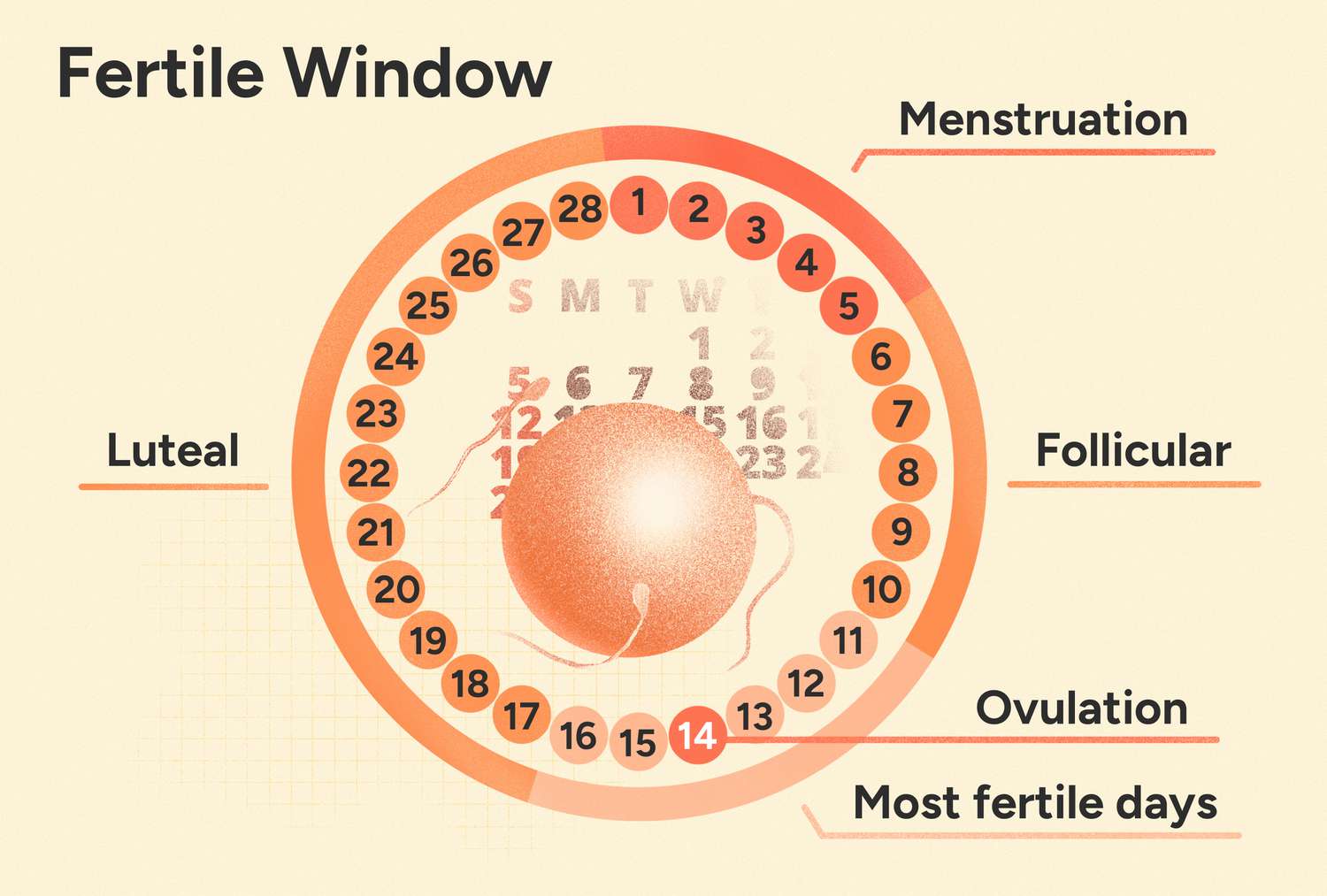 Ovulation calculator to predict your fertile window