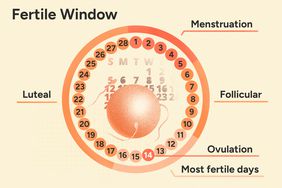 Ovulation calculator to predict your fertile window