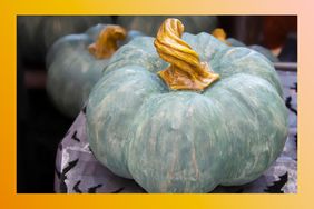 Decorative Halloween teal pumpkin with twisted stem sitting on a table with shiny bat tablecloth and other similar pumpkins blurred in background