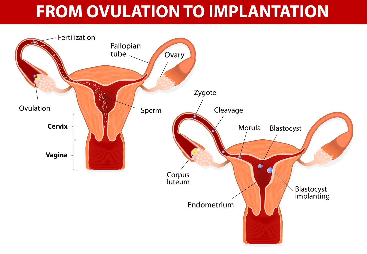 Image of the female reproductive system 