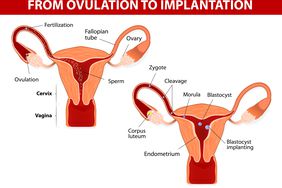 Illustration of the female reproductive system, including the corpus luteum