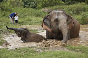 elephants Anantara