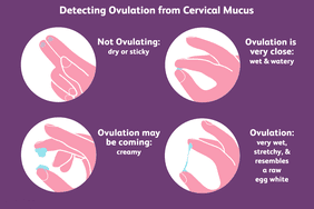 Checking cervical mucus graphic