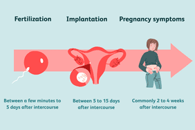 how soon after sex can you become pregnant?