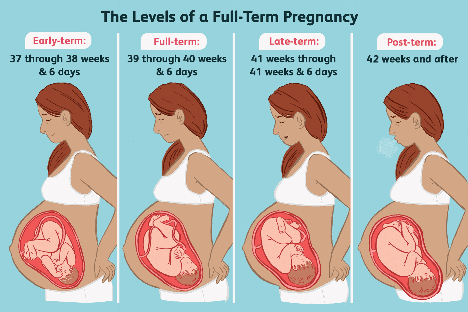 The level of full term pregnancy graphic