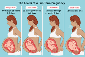 The level of full term pregnancy graphic