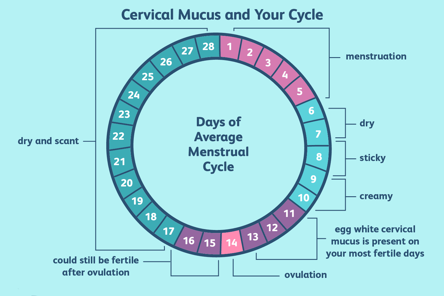 graphic of menstrual calendar